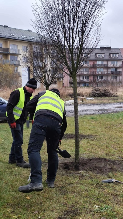 Drzewa na ul. Reymonta w Radomsku są przesadzane z donic. Będą rosły na „gliniankach”