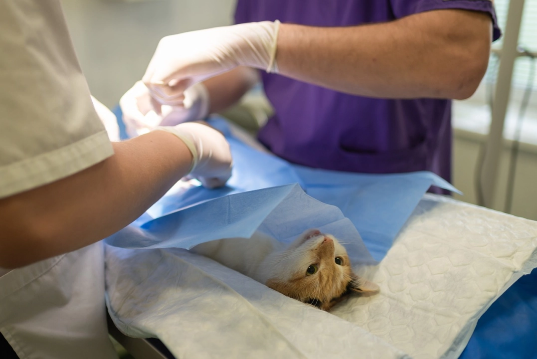 W Radomsku rusza program darmowej kastracji oraz sterylizacji psów i kotów