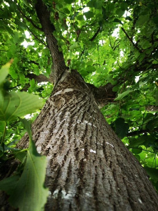 „Zazieleńmy Radomsko”: gdzie posadzić drzewa? Urzędnicy czekają na propozycje