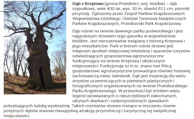 Dąb z Krzętowa ma szansę zostać „Drzewem Roku”