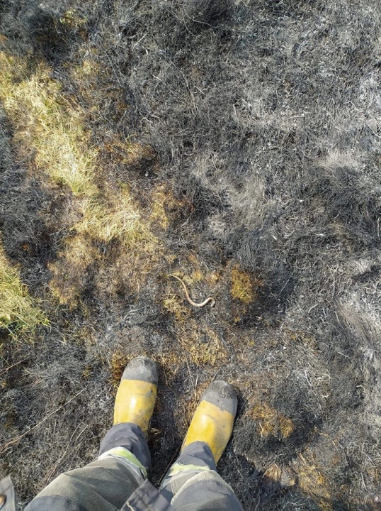 Pożar w gminie Przedbórz. Spłonęła trawa i węże