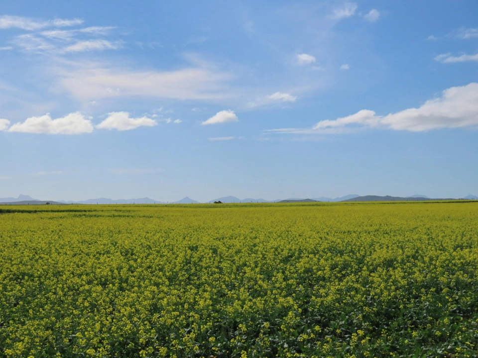 Chowacz czterozębny w rzepaku bez taryfy ulgowej – jak skutecznie chronić plantację wiosną?