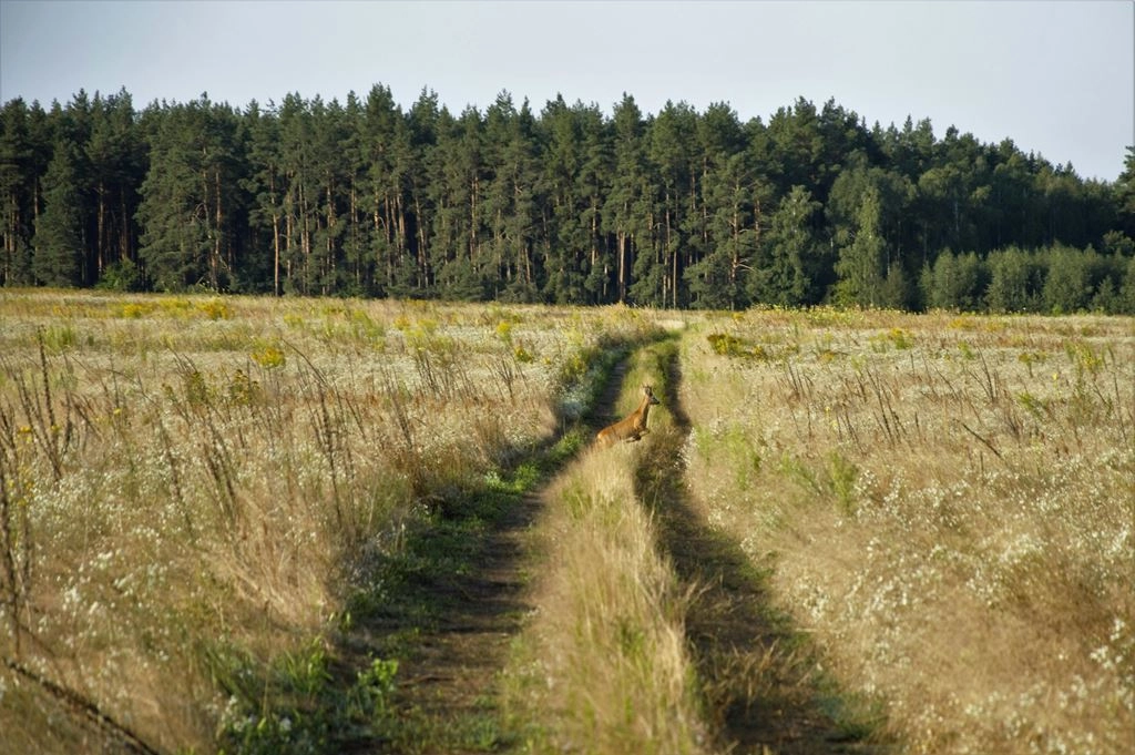 Ulica Pszenna do przebudowy. Miasto ogłosiło przetarg