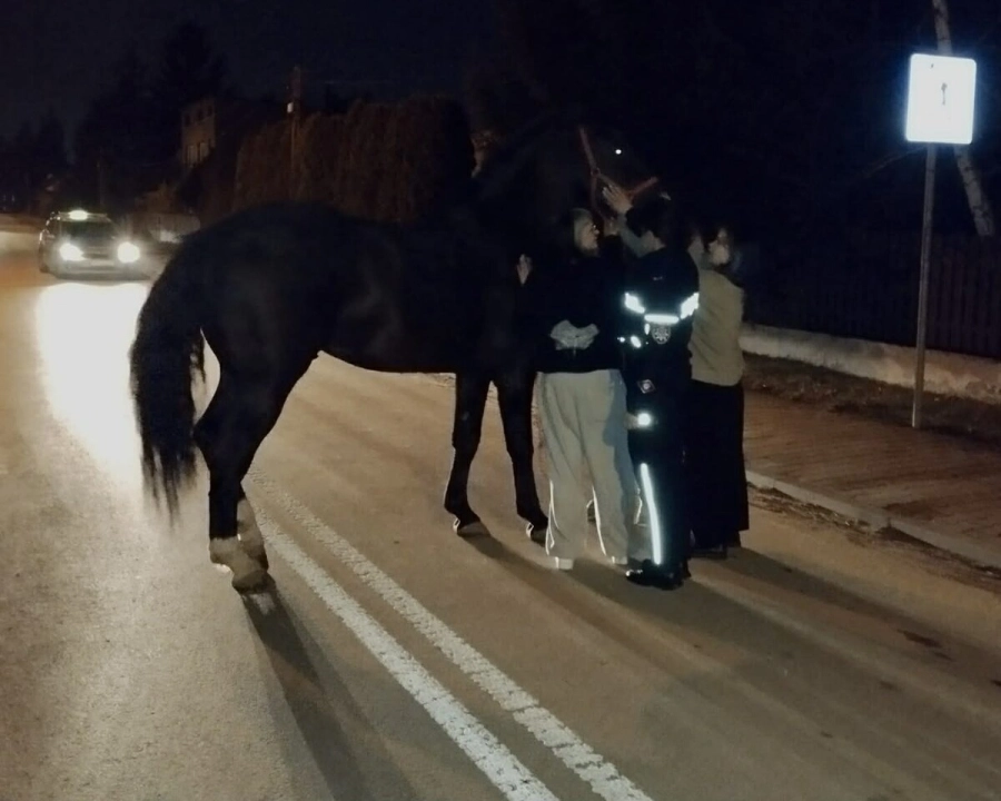 Koń bez opieki na drodze. Pomogła przypadkowa kobieta