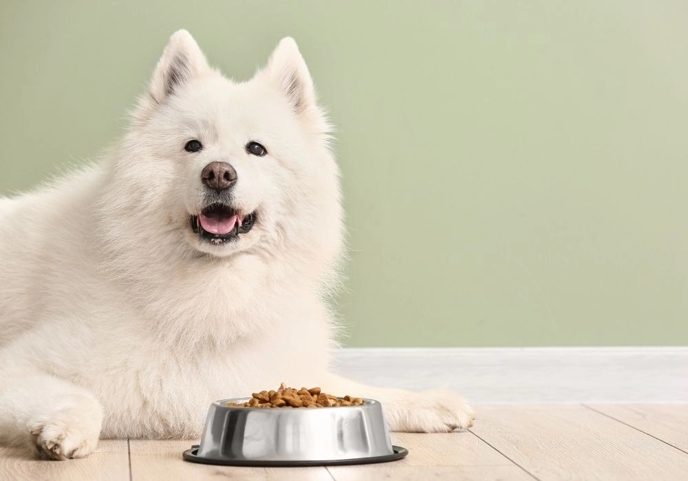 Czym kierować się przy wyborze karmy dla naszego psa?