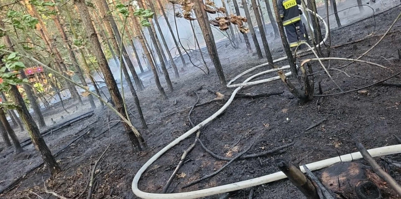 [WIDEO] Strażacy apelują o zachowanie ostrożności na obszarach zalesionych