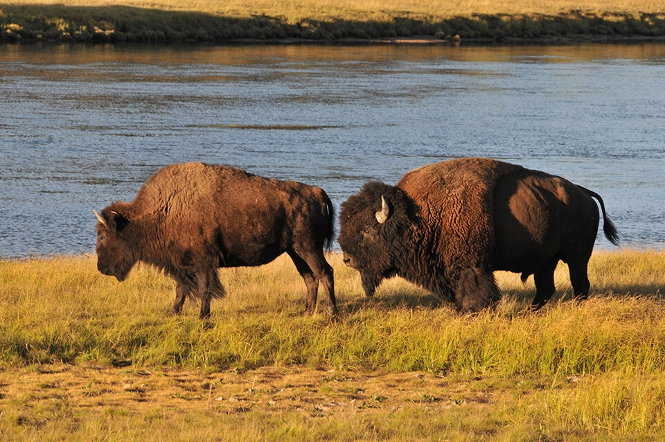 [WIDEO] Uwaga! W Gminie Gidle pojawiły się bizony