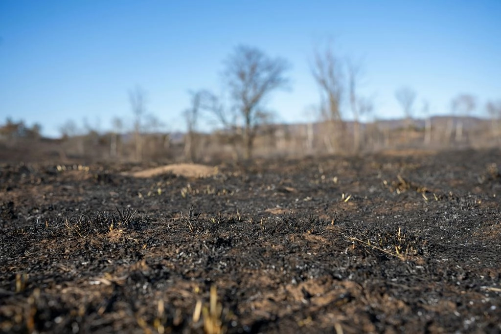 Akcja gaśnicza w Piskorzeńcu.  Paliła się roślinność