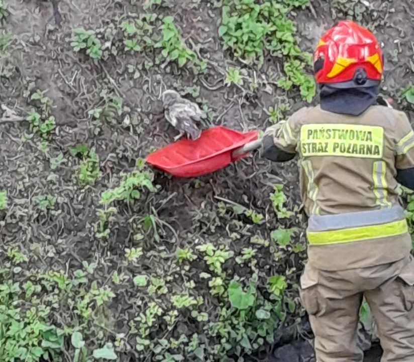 Sowa wyłowiona z Radomki