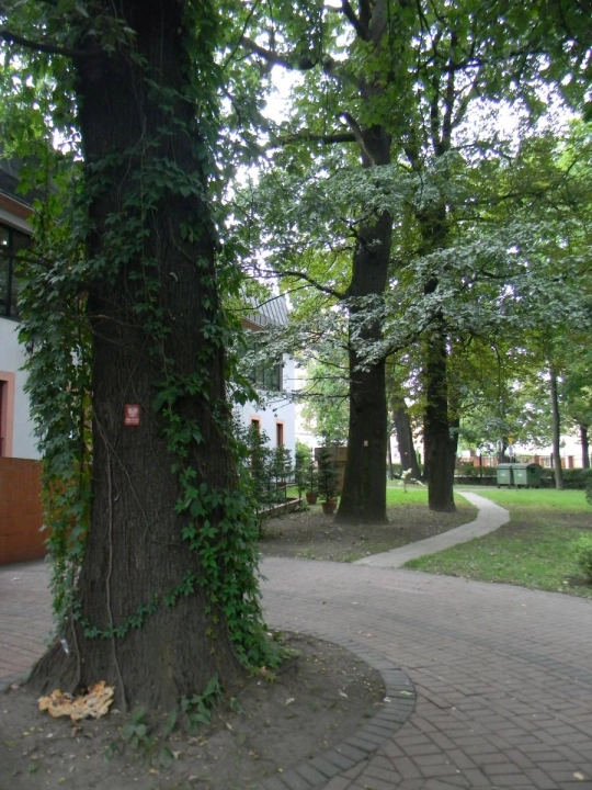 Rusza kolejny etap pielęgnacji pomników przyrody przy MBP w Radomsku