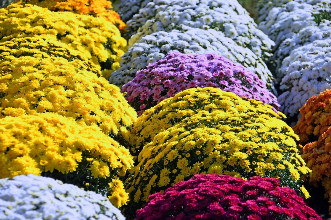 Producenci składają wnioski do ARiMR o odkupienie kwiatów. Ile wniosków jest w Radomsku?