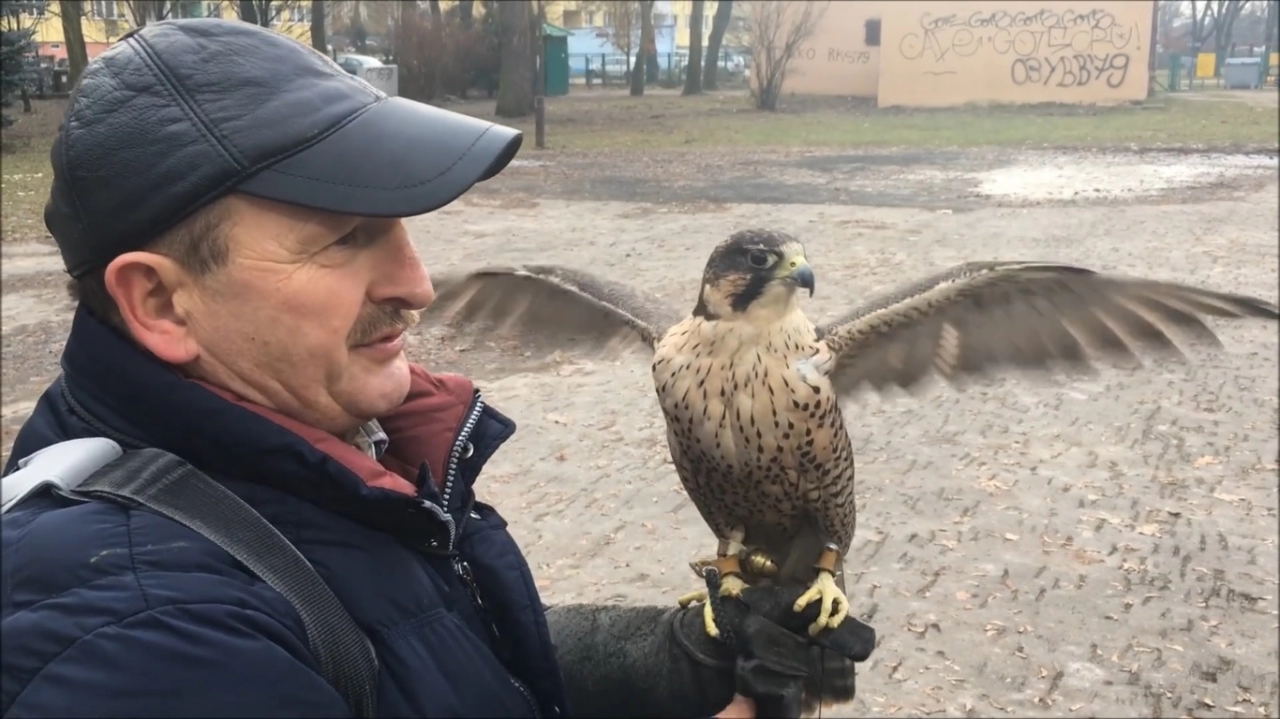 Wraca temat gniazd ptaków w parku Świętojańskim w Radomsku
