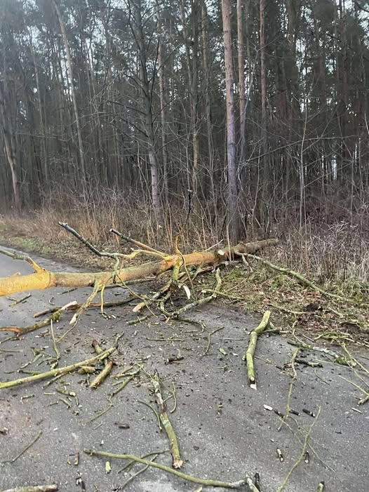Powalone drzewo blokowało drogę w Gomunicach