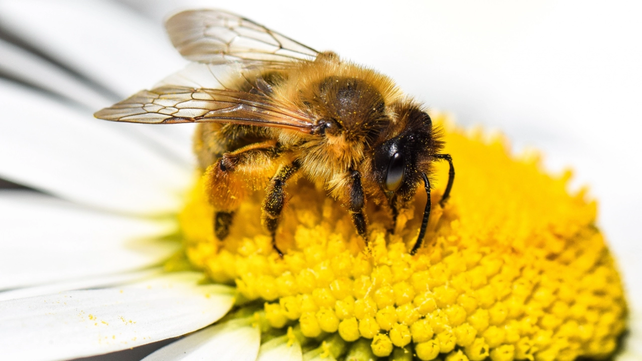 Pszczoły i ich znaczenie dla bioróżnorodności, człowieka i klimatu