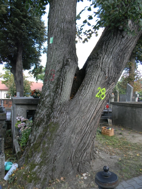 Rosnąca na Starym Cmentarzu w Radomsku 140-letnia lipa zostanie skrócona o połowę