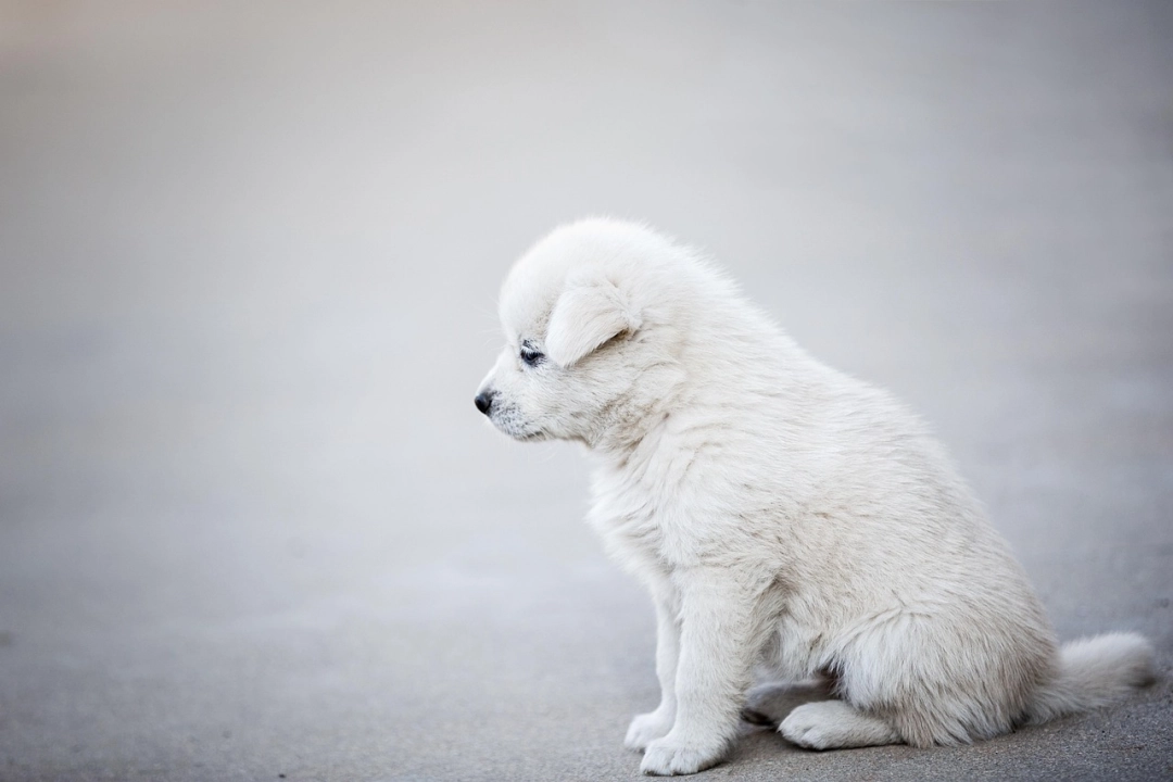 Psy pozostaną na łańcuchach. To efekt weta prezydenta