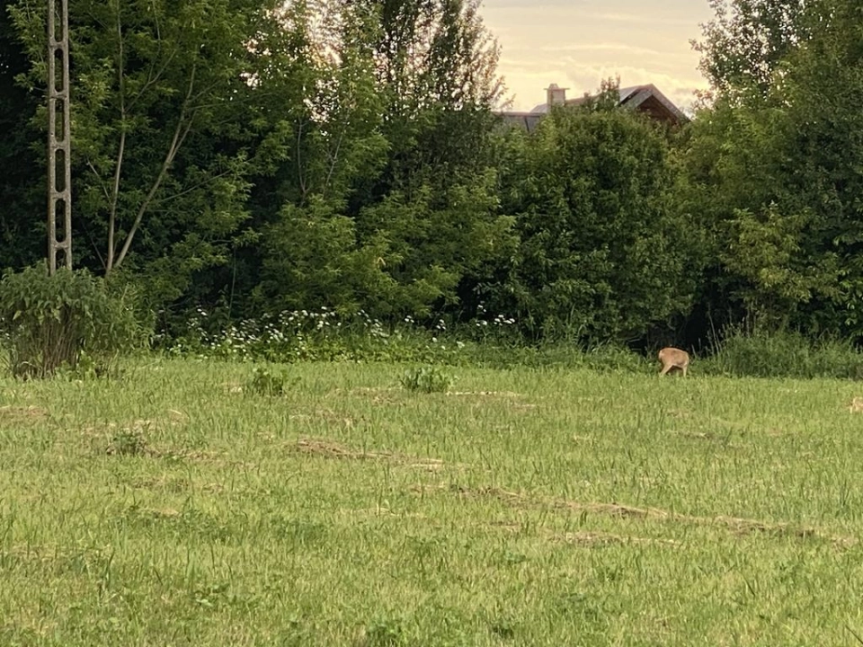Spacerowiczka z lasu odwiedziła ulicę Gazową
