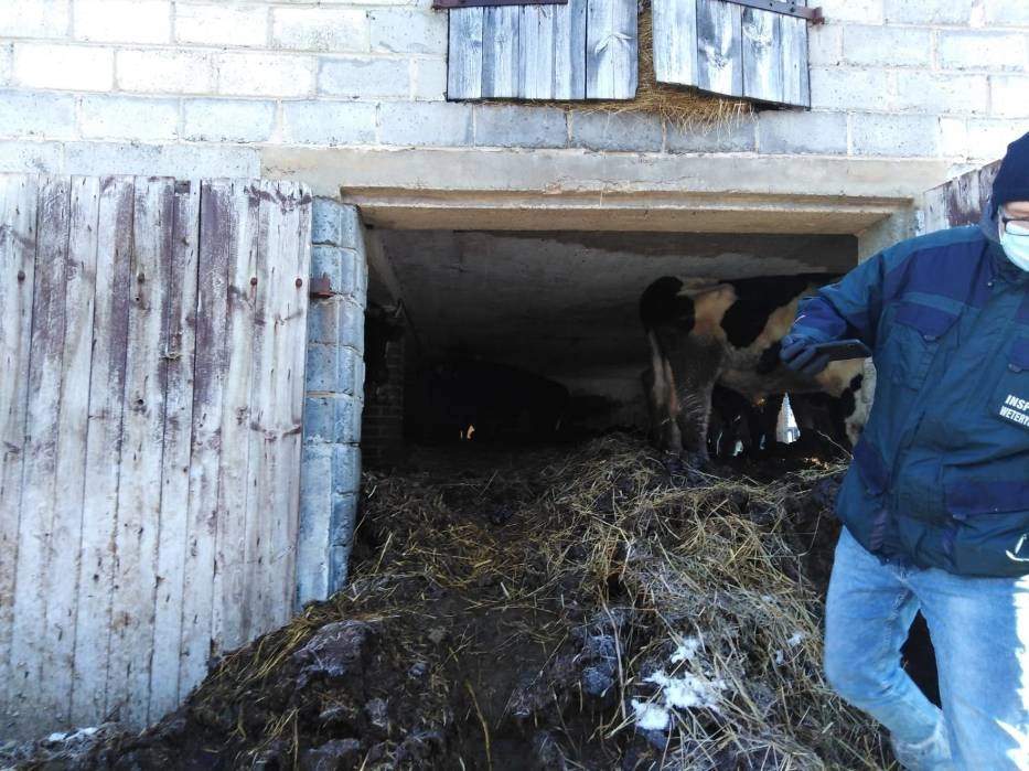 W gospodarstwie w gminie Żytno trzymano w złych warunkach krowy. Interweniowała policja i inspekcja weterynaryjna