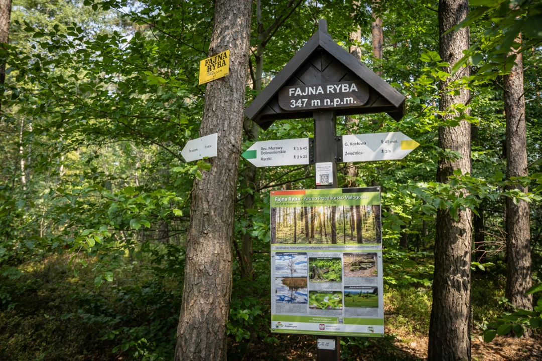Złota jesień w Przedborskim Parku Krajobrazowym