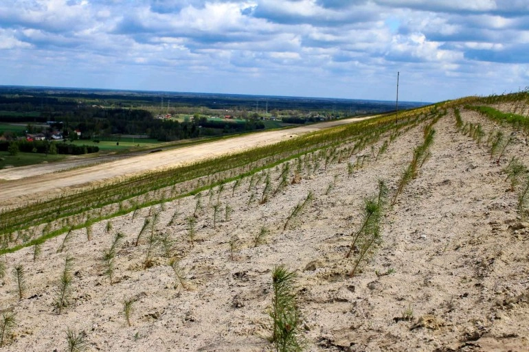 Na terenach poprzemysłowych Kopalni Bełchatów przybyło 365 tysięcy nowych drzew