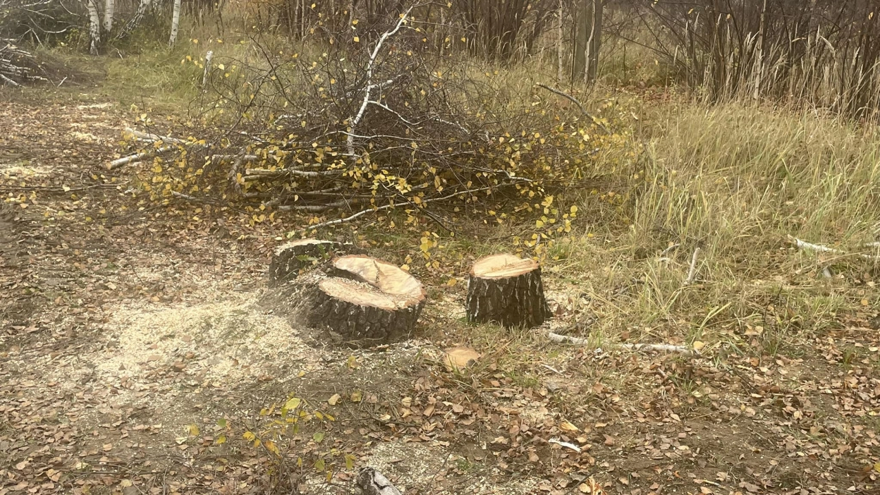Radny Rząsowski: prezydent wycina kolejne drzewa