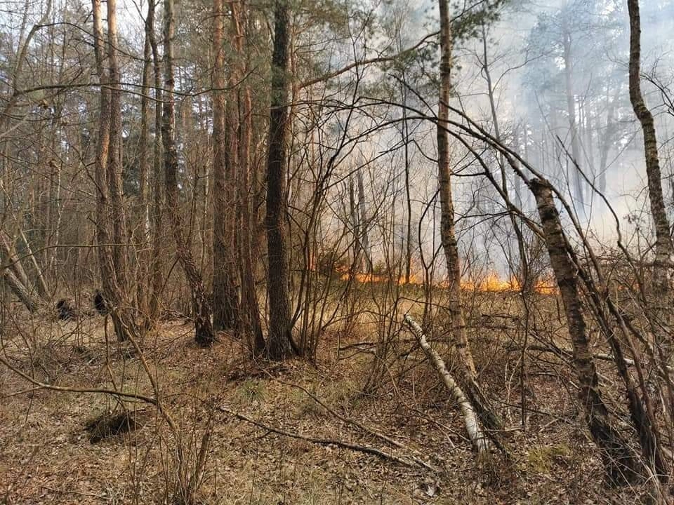 Spaliło się 10 ha poszycia leśnego