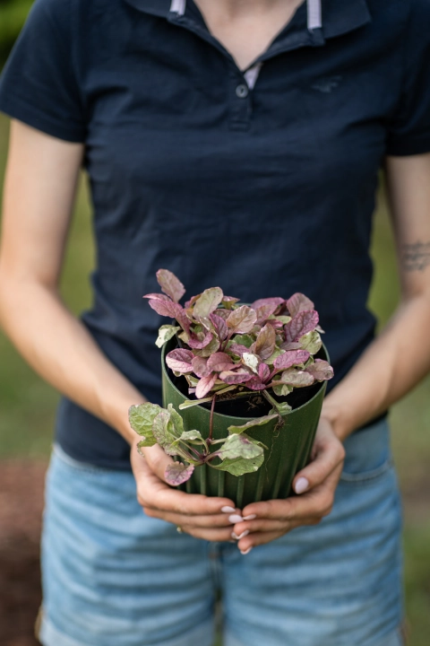 Szkółka roślin - najlepsze rośliny ozdobne i owocowe do Twojego ogrodu