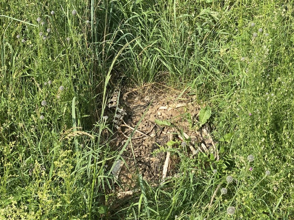 Niecodzienne znalezisko w Dobryszycach. W przydrożnym rowie natrafiono na szkielet zwierzęcia