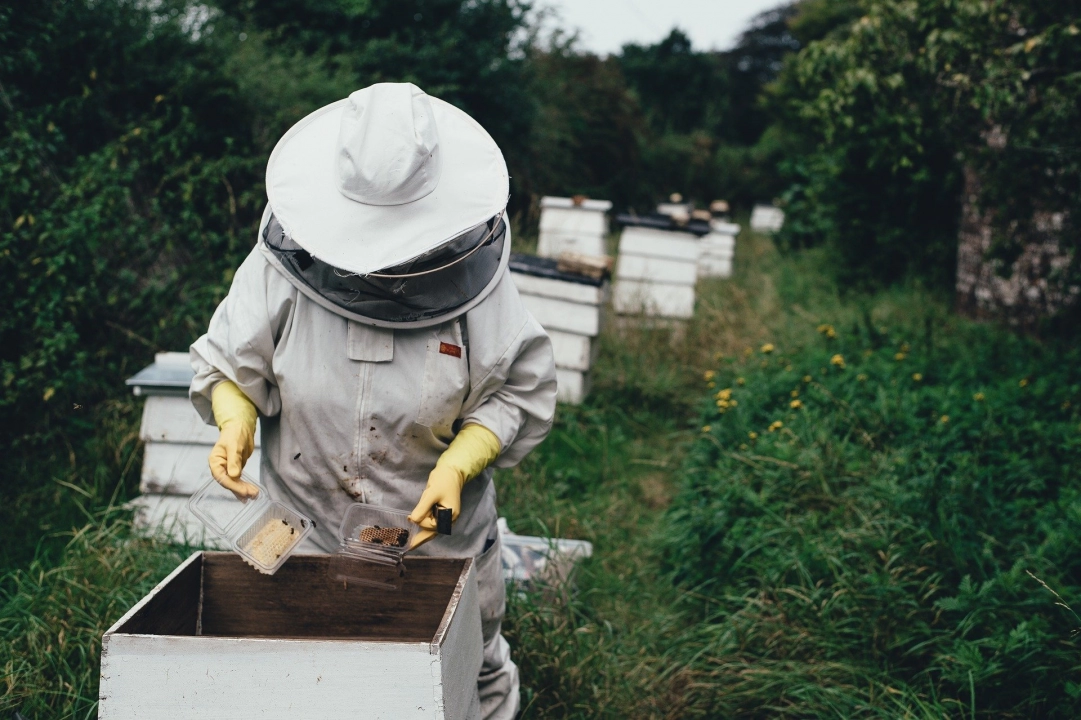 Wsparcie dla pszczelarzy