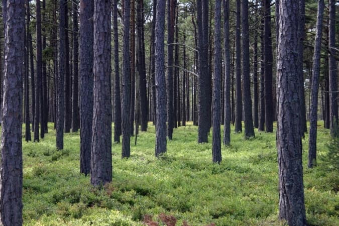 Akcja sprzątania lasu na Suchej Wsi
