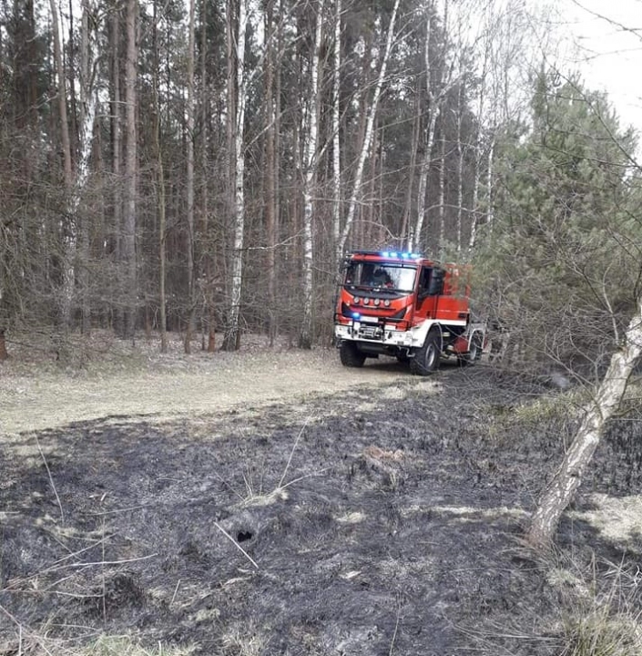 Pożar lasu na ul. Strzałkowskiej w Radomsku. W akcji trzy zastępy strażaków