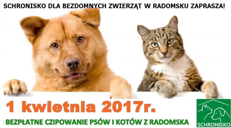  Bezpłatne czipowanie psów i kotów w Radomsku 