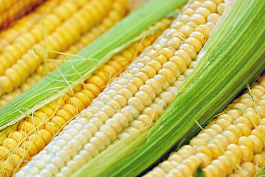 Wsparcie do mokrej kukurydzy – wypłaty w toku