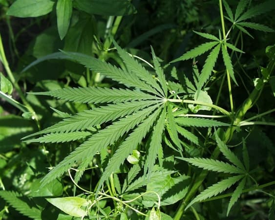 Chcą legalizacji leczniczej marihuany