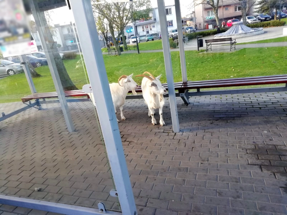 Kozy w oczekiwaniu na autobus w Rozprzy