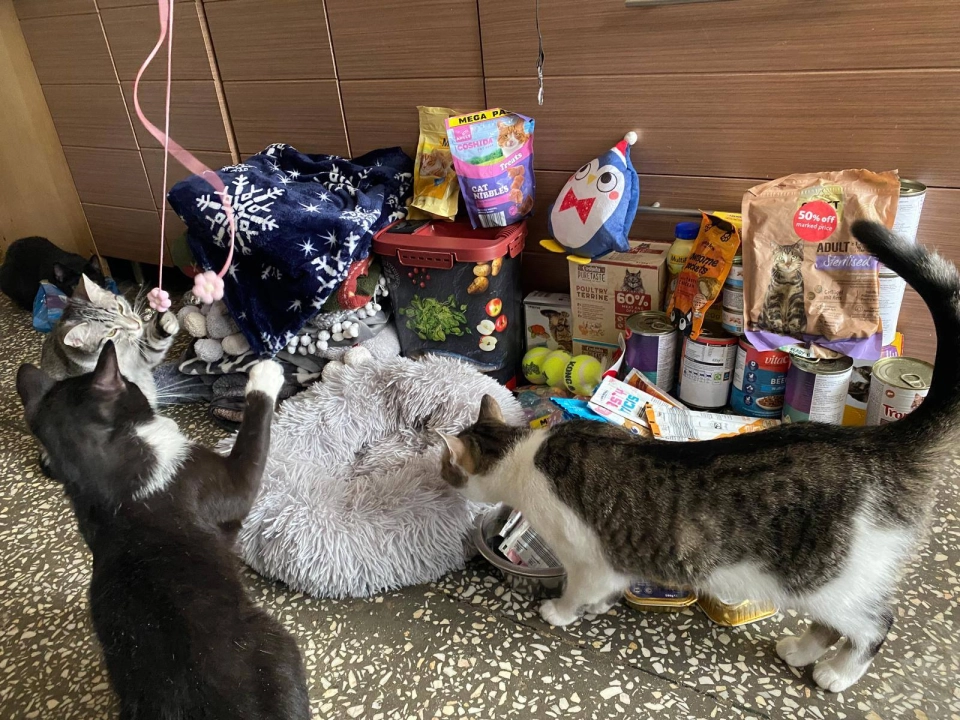 Koty z Radomska tracą swój dom