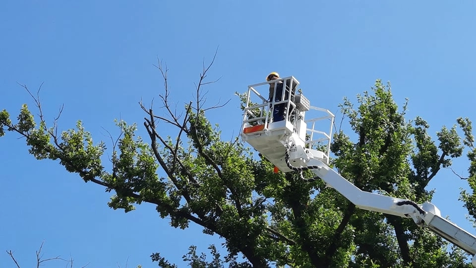 Jak pielęgnować drzewa? Urząd Miasta w Radomsku organizuje szkolenie