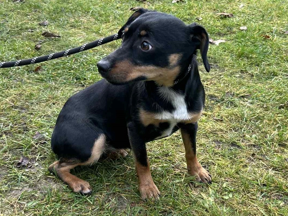 Bezterminowa zbiórka dla Schroniska dla Bezdomnych Zwierząt w Radomsku