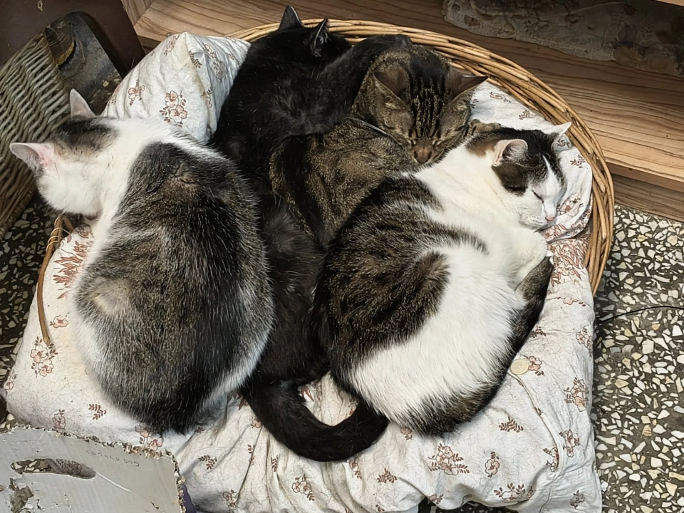 Nadal nie wiadomo, co z kotami z RToNZ