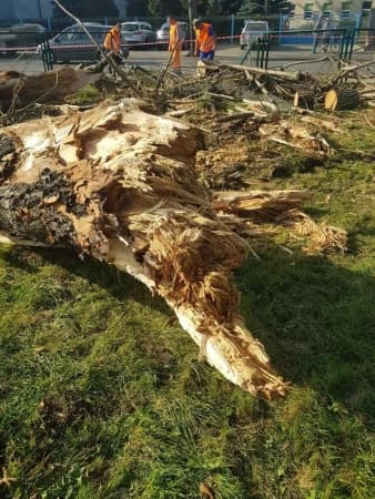 Drzewo uszkodziło linię energetyczną na ul. Sierakowskiego