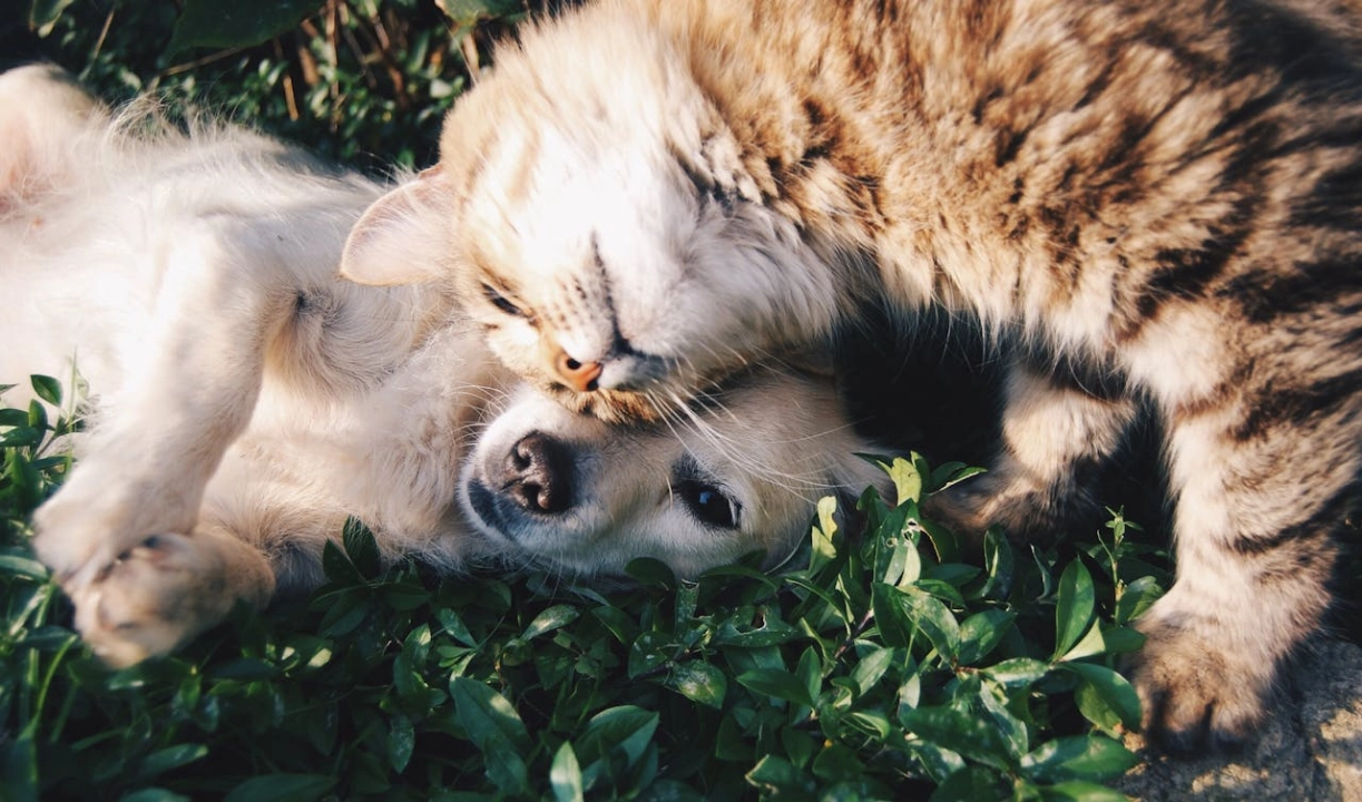 Schronisko w Radomsku organizuje akcję „Adopcja za złotówkę” z okazji Światowego Dnia Zwierząt