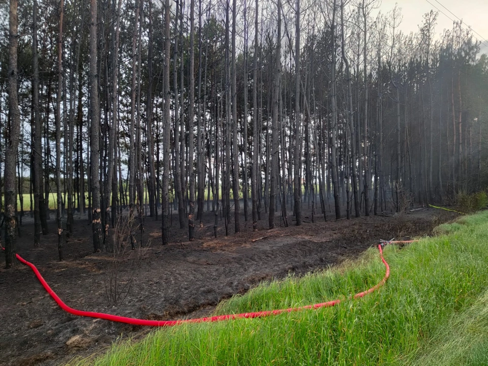 [WIDEO] Wciąż dochodzi do pożarów w lasach w pow. radomszczańskim