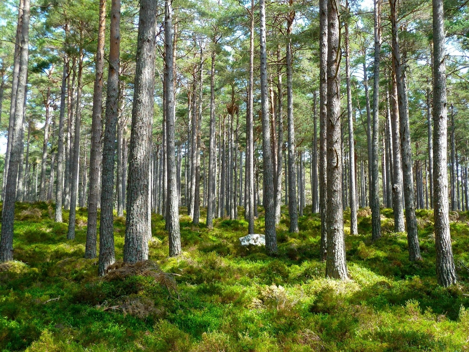Wprowadzono zakaz wstępu do lasów i parków narodowych