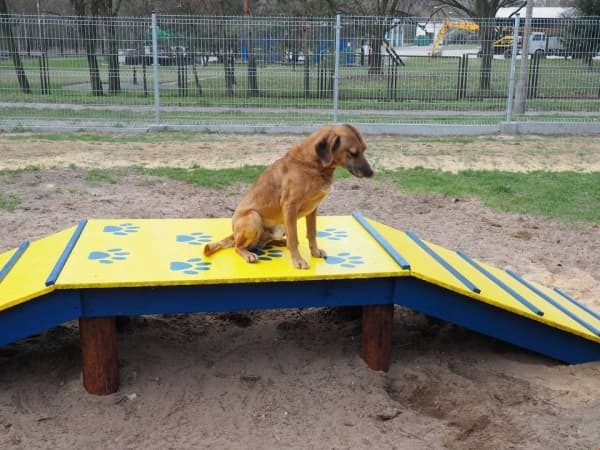 W schronisku dla zwierząt w Radomsku powstał Mini Dog Park