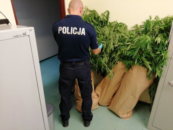 Policjanci odkryli plantację konopi 