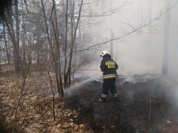 Pożar lasu w Błoniach. Do akcji gaszenia ruszył samolot