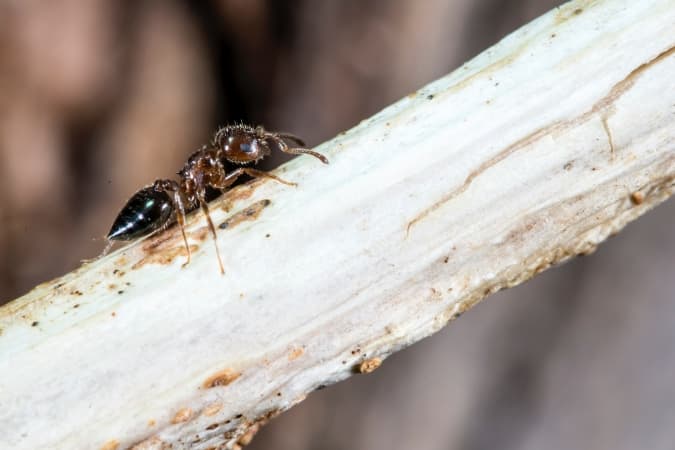 Skuteczna walka z mrówkami w domu