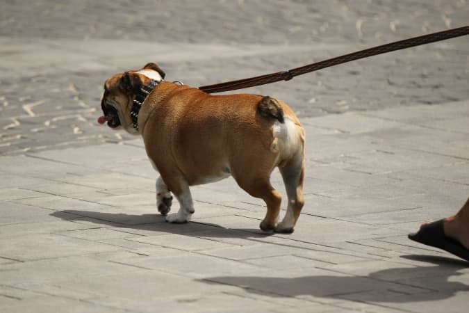 Uwaga! Ktoś truje spacerujące psy!