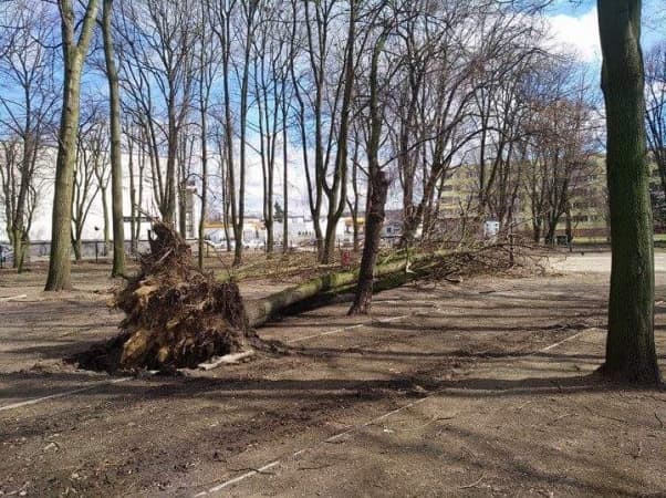 Wiatr powalił drzewa w parku Świętojańskim