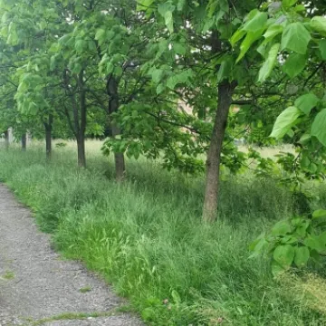 Mieszkańcy ul. Różanej skarżą się na niewykoszoną trawę